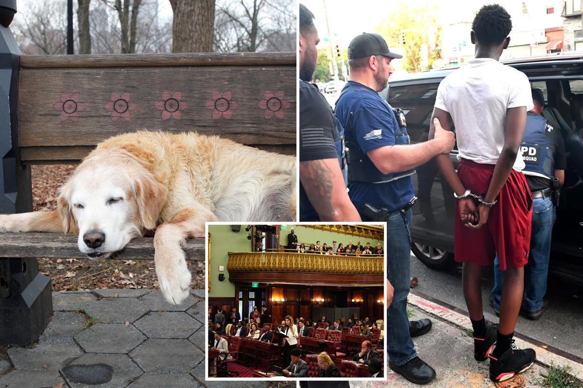 Sick Leave for Pets? NYC's Bizarre New Bills Stir Debate