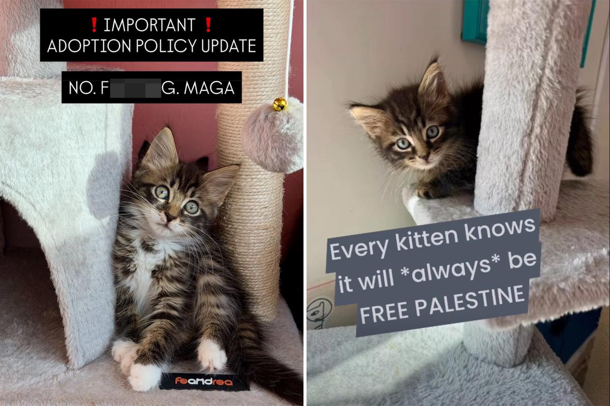 NYC Kitten Rescue's Political Stance Sparks Outrage and Debate