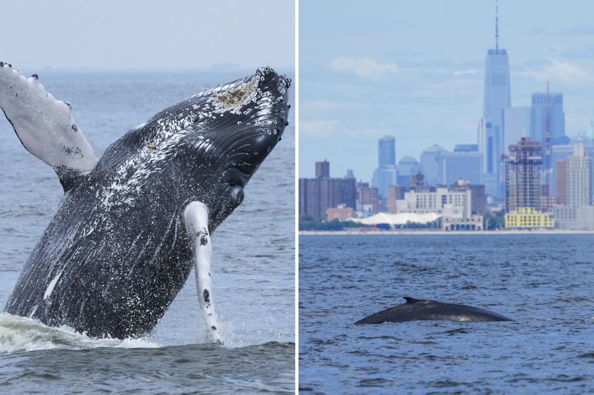 Humpback Whale No. 500 in NYC: What This Surprising Milestone Means