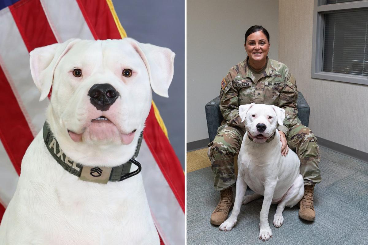 Deaf Dog Axel Prepares for a Unique Role with the National Guard